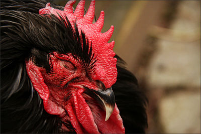 Close-up of cockerel