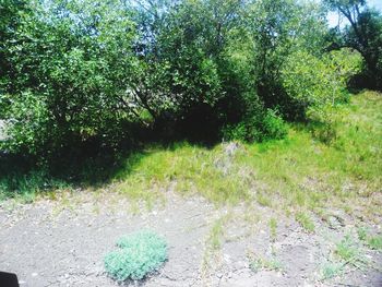 Scenic view of trees growing on field