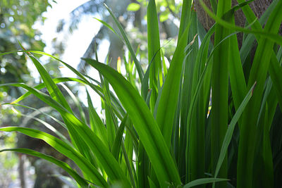 Close-up of fresh green plant