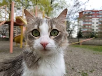 Close-up portrait of cat