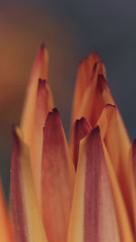 Close-up of red flowering plant