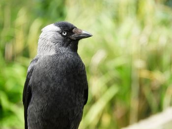 Close-up of a bird looking away