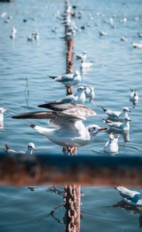 Close-up of bird flying over lake