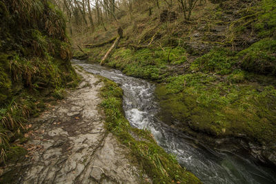Stream flowing through forest
