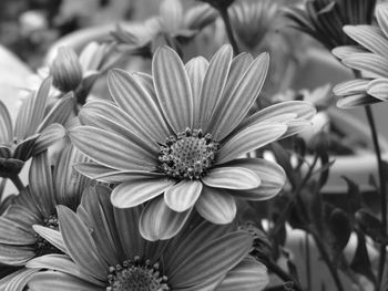 Close-up of flowering plants