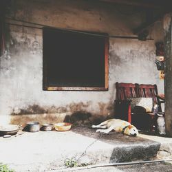 View of a dog sleeping outside building