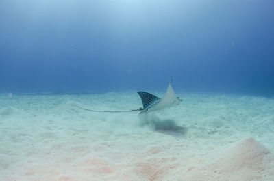 Close-up of stingray swimming in sea