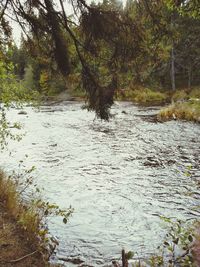 Scenic view of river flowing in forest