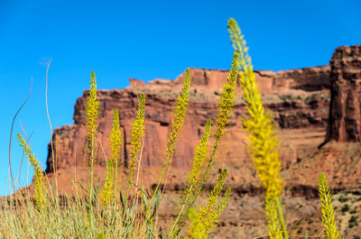 Plants growing on land against sky