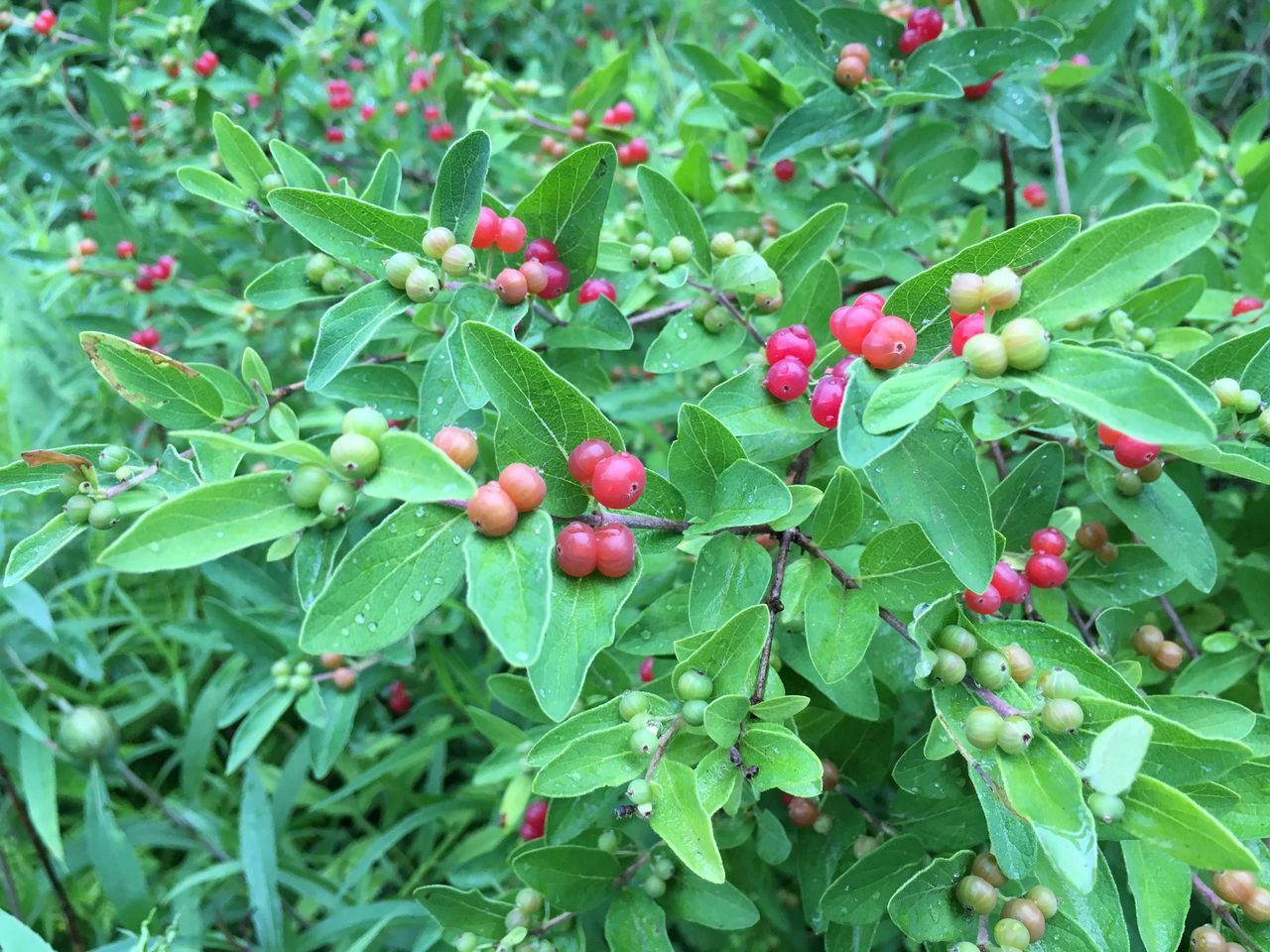 fruit, growth, red, leaf, green color, freshness, nature, food and drink, close-up, tree, plant, outdoors, food, healthy eating, no people, day, agriculture, rowanberry