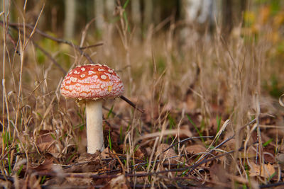 fungus