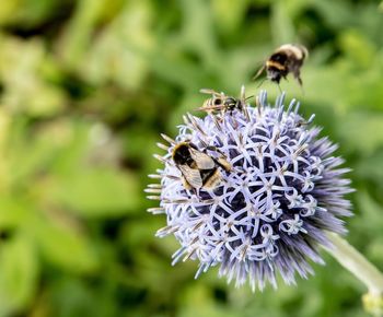 Close-up of bee on purple flower