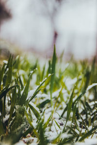 Close-up of fresh green plant