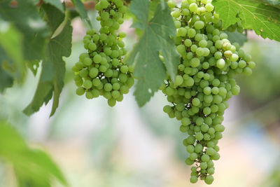 Close-up of grapes growing in vineyard