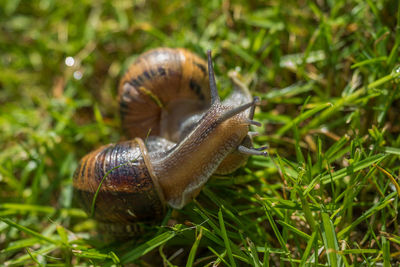 Close-up of snail on grass