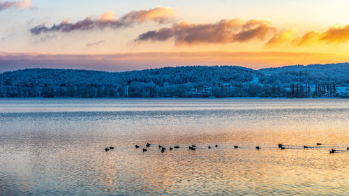 Birds in a lake