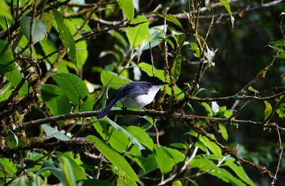 Close-up of bird perching on tree