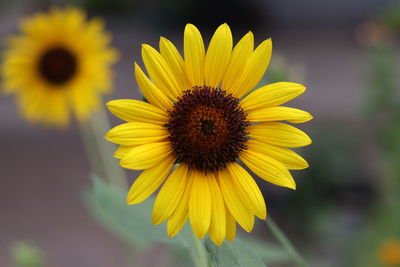 Close-up of sunflower