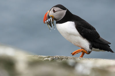 Close-up of bird perching