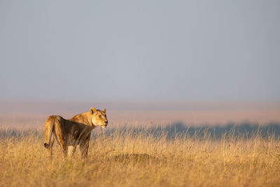 Lioness standing on grassy field against clear sky