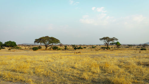 View of trees on field against sky