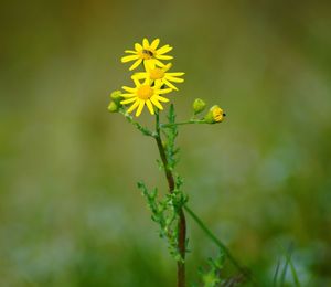 Close-up of yellow flowering plant