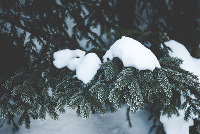 Close-up of snow on tree