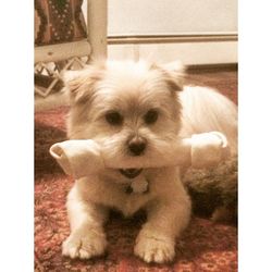 Portrait of a dog
