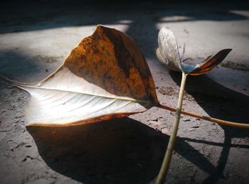 Close-up of dry leaves on plant