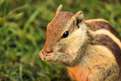 Close-up of squirrel eating