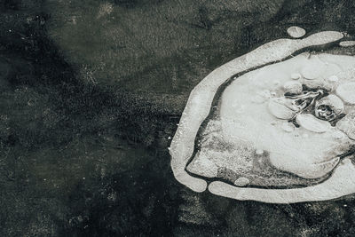 High angle view of animal representation