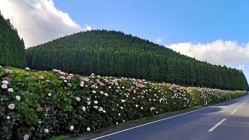 Panoramic shot of flowering plants by road against sky