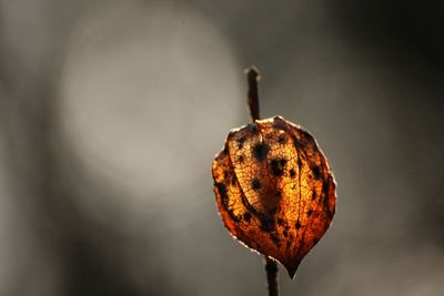 Chinease latern in autumn