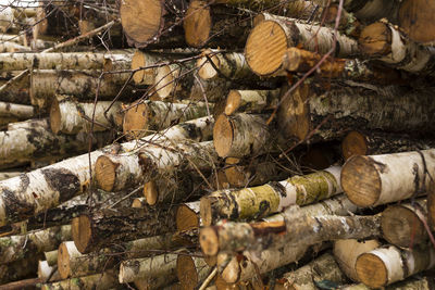 Stack of logs in forest