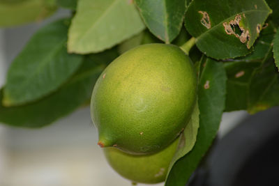 Close-up of fruit on tree