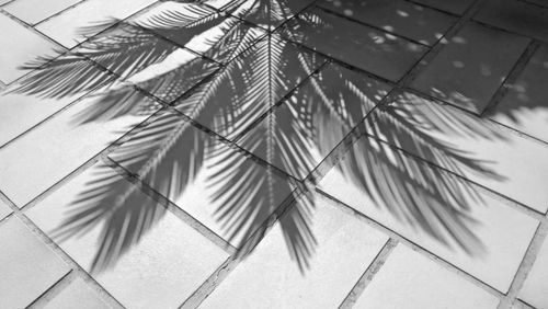 Low angle view of palm tree against wall