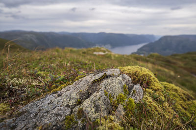 Close-up of lizard on rock