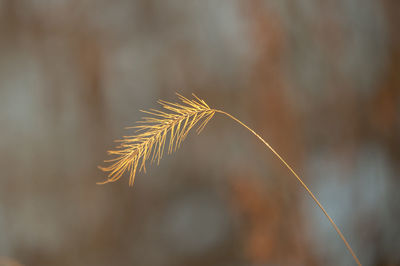 Close-up of stalks against blurred background