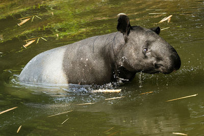 Tapir in water