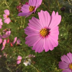 Close-up of cosmos blooming outdoors