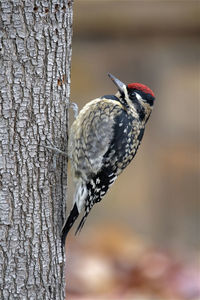 Close-up of bird perching on tree trunk