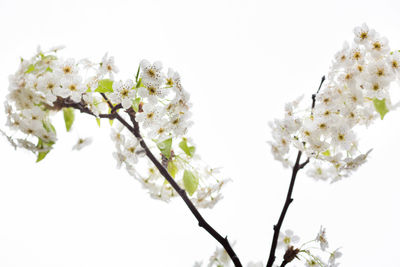 Close-up of white flowers