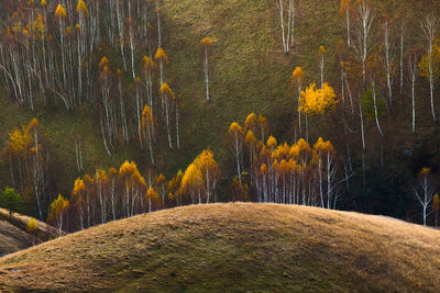 Plants growing on land