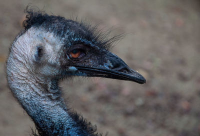 Close-up of a bird looking away