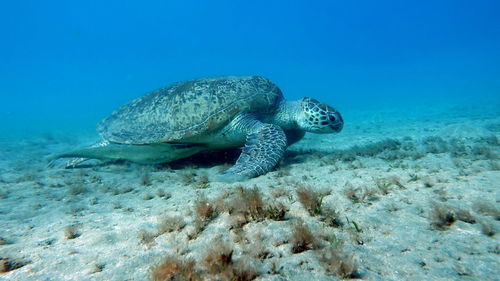 Big green turtle on the reefs of the red sea. green turtles are the largest of all sea turtles. .