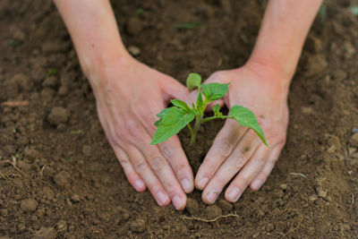 Cropped hands planting on field