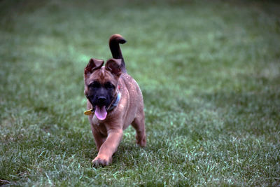 Dog running on grassy field