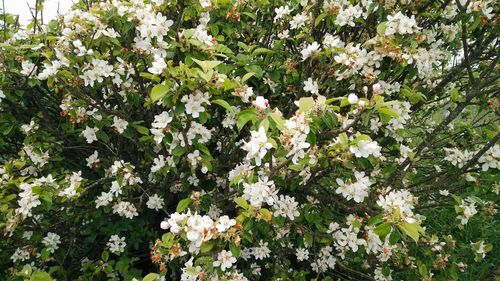 High angle view of white flowering plants