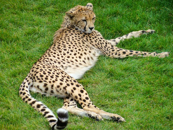 Safari wildlife raptor gepard leopard cheetah lying down in lush green grass area leopard