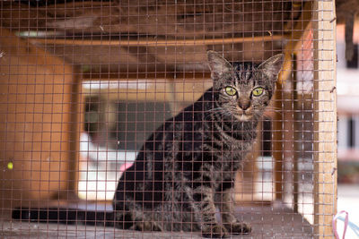 Portrait of cat in cage